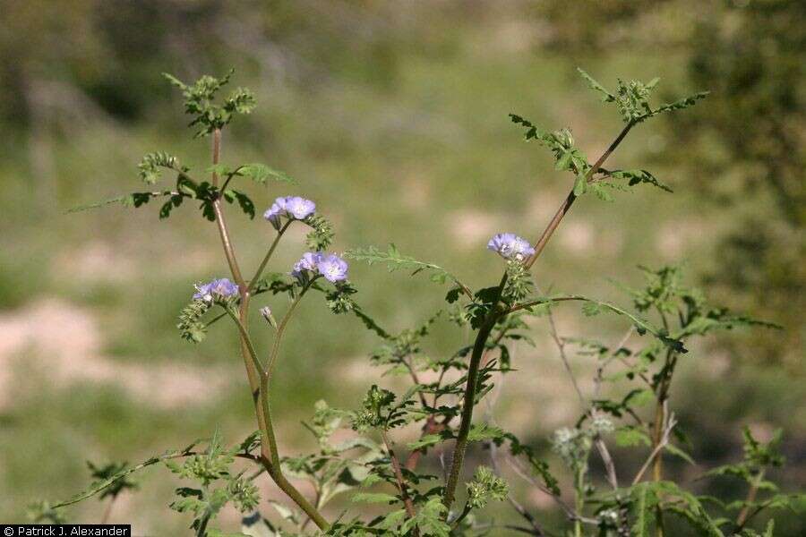 Phacelia distans Benth.的圖片