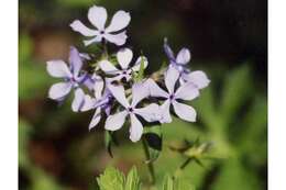 Image of wild blue phlox