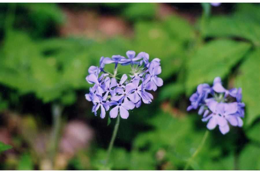 Image of wild blue phlox