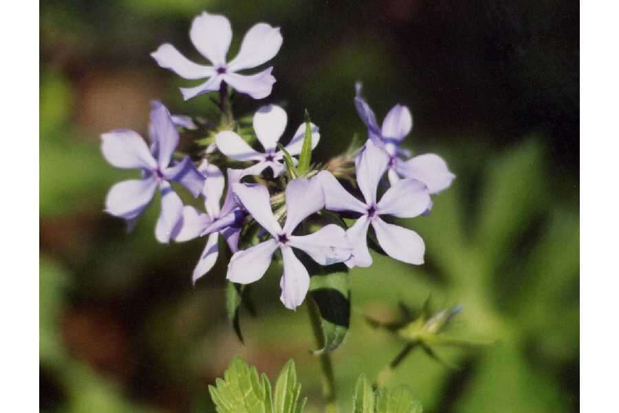 Image of wild blue phlox