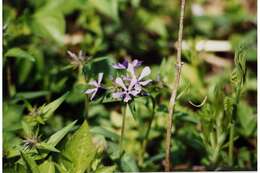 Image of wild blue phlox