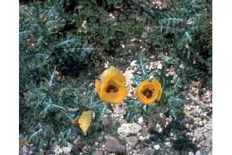 Image of Mexican pricklypoppy