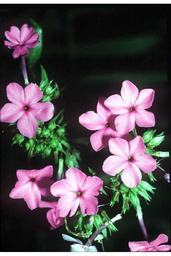 Image of smooth phlox