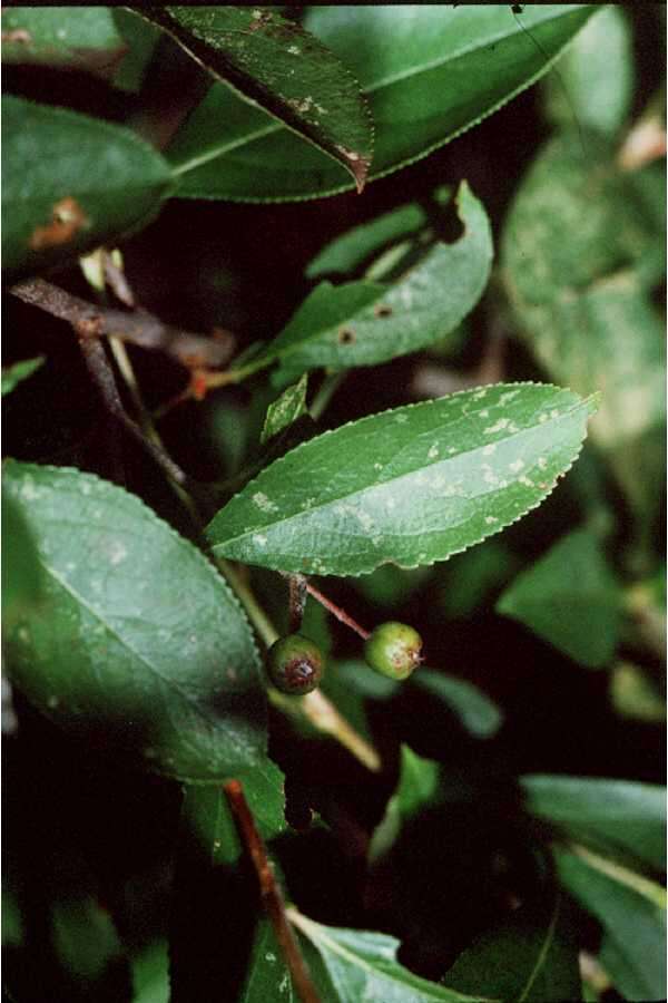 Image of manzanita