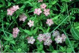 Image of Rio Grande phlox