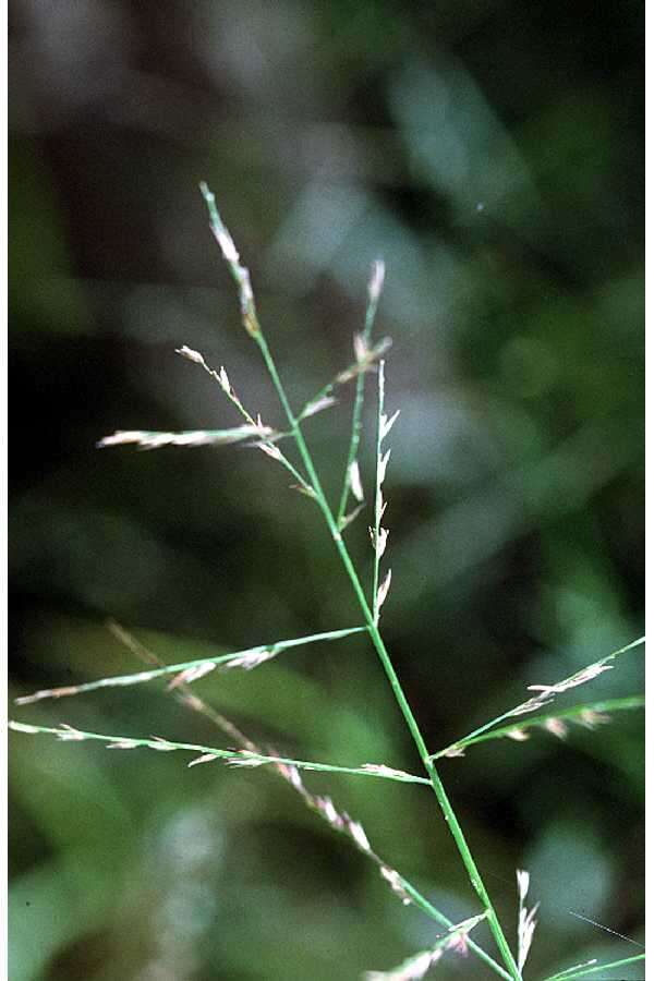 Image of Savannah-Panic Grass