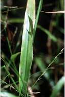 Image of Savannah-Panic Grass