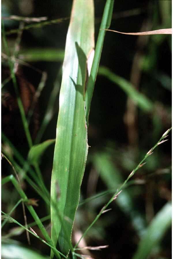 Image of Savannah-Panic Grass