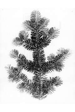 Imagem de Abies balsamea (L.) Mill.