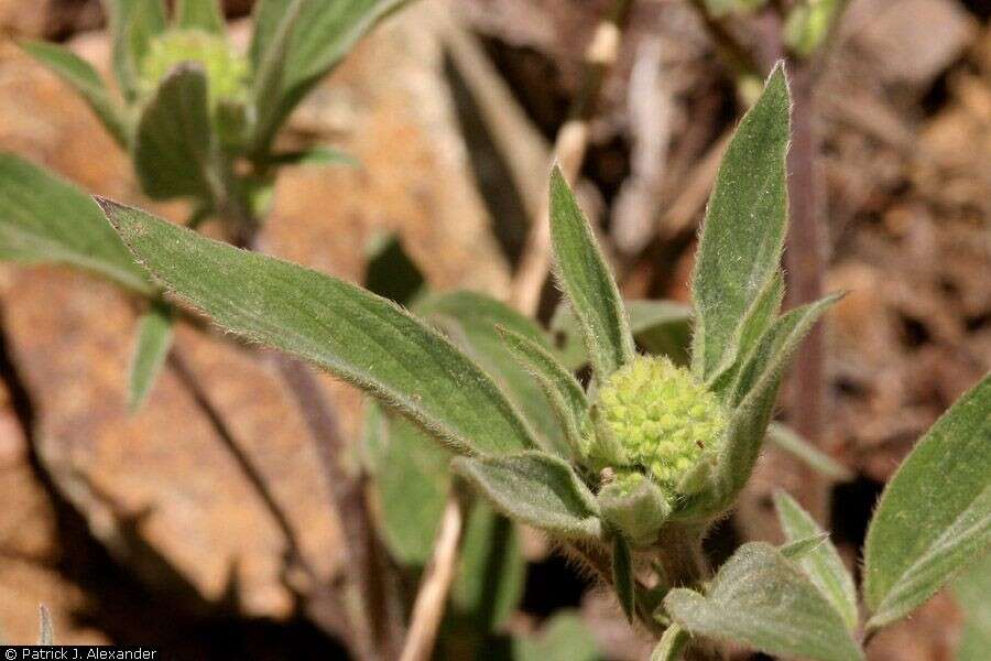 Phacelia heterophylla Pursh的圖片