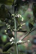 Image of tropical mistletoe