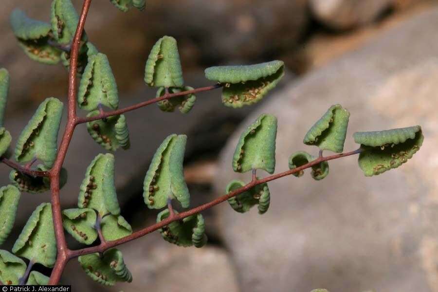 Image of small-leaf false cloak fern