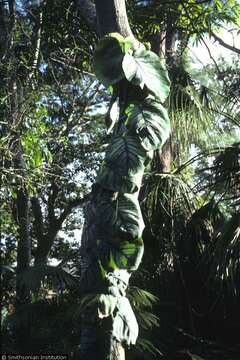 Image of philodendron