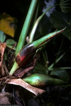 Image of philodendron