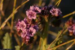 Phacelia integrifolia Torr.的圖片