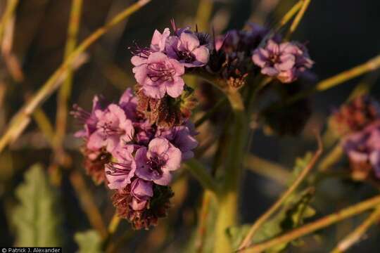 Image of gypsum phacelia