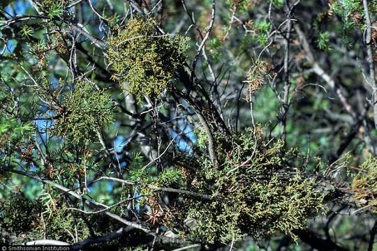 Image of juniper mistletoe