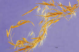 Image of Tropical Reed