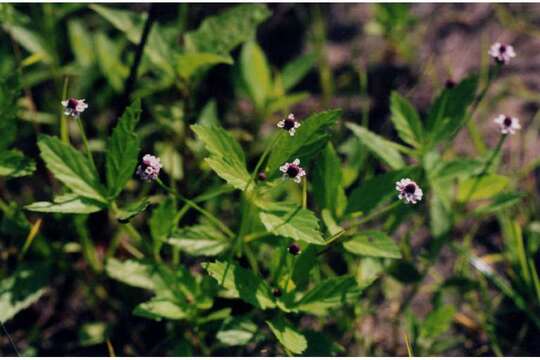 Plancia ëd Phyla lanceolata (Michx.) Greene