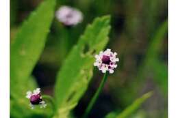 Plancia ëd Phyla lanceolata (Michx.) Greene