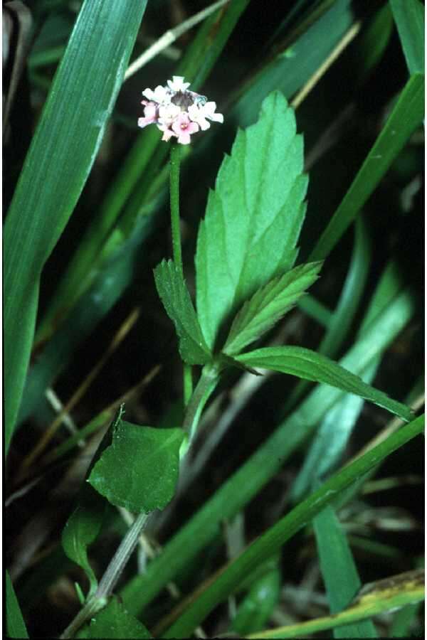 Image of lanceleaf fogfruit