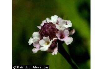 Image of lanceleaf fogfruit