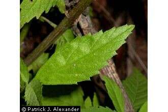 Plancia ëd Phyla lanceolata (Michx.) Greene