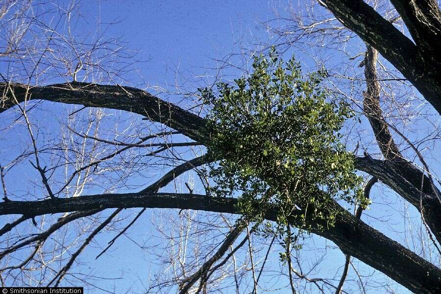 Image of oak mistletoe