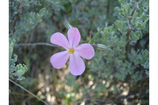 Image of longleaf phlox