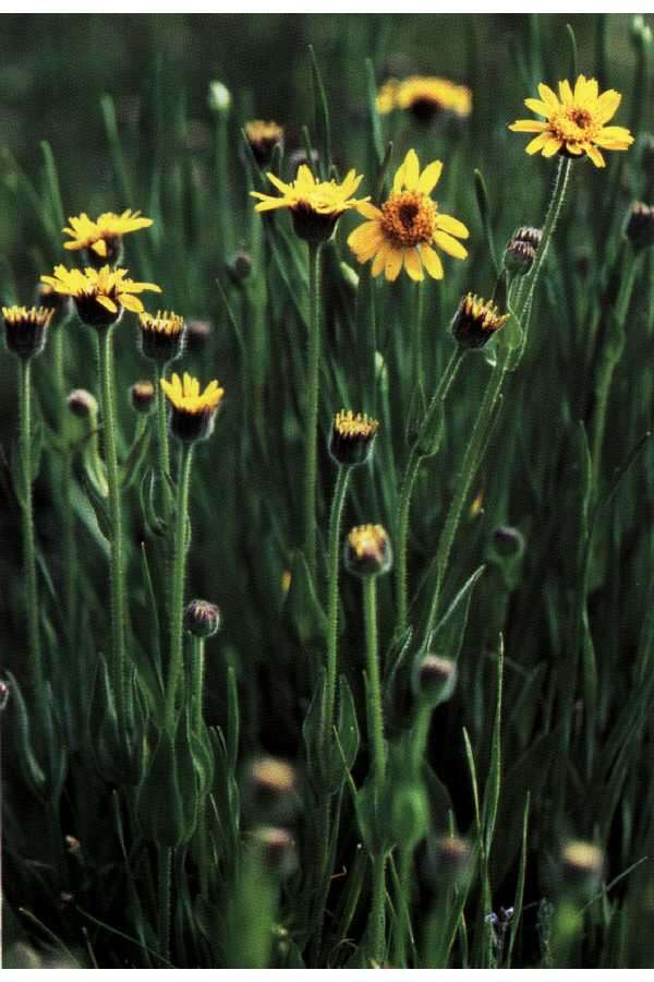 Image of hairy arnica