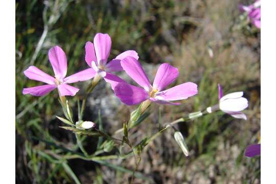 Image of longleaf phlox