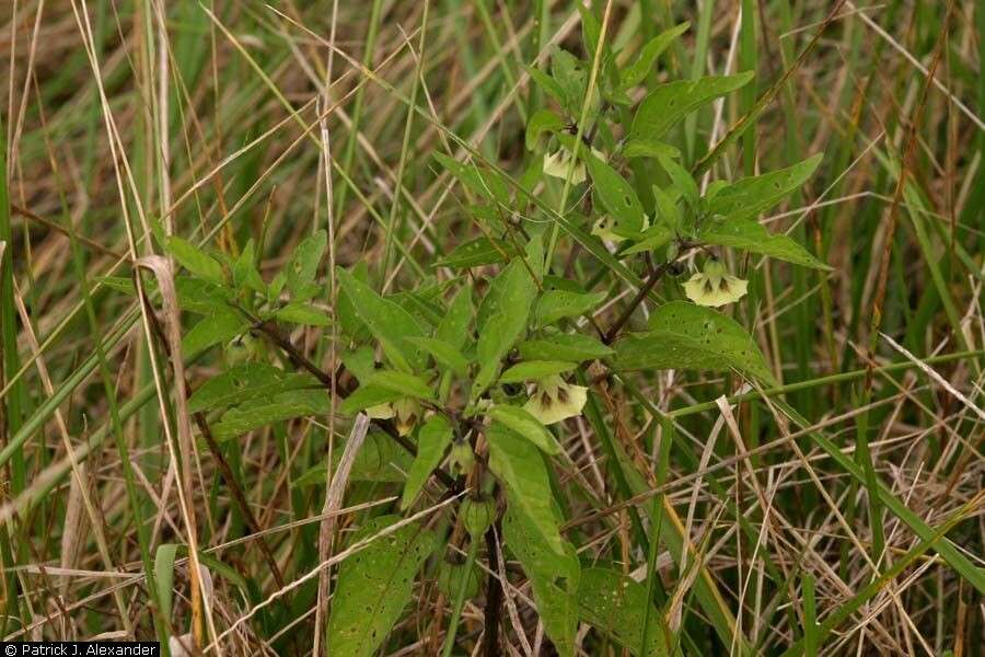 Image of longleaf groundcherry