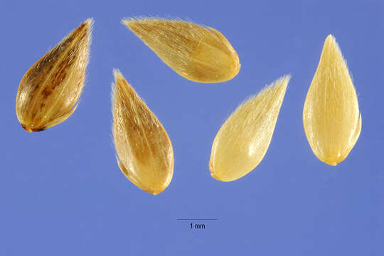 Image of Lesser Canary-grass