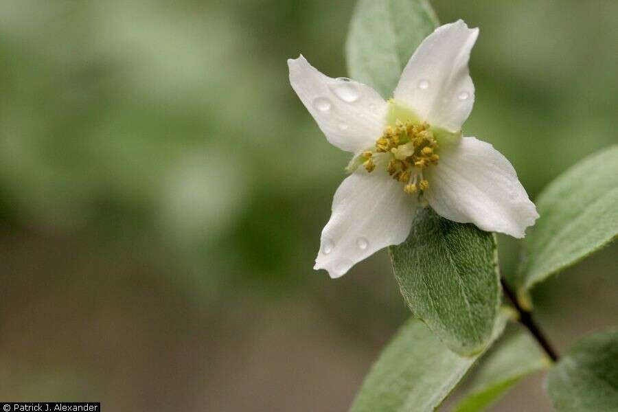 Philadelphus microphyllus A. Gray resmi