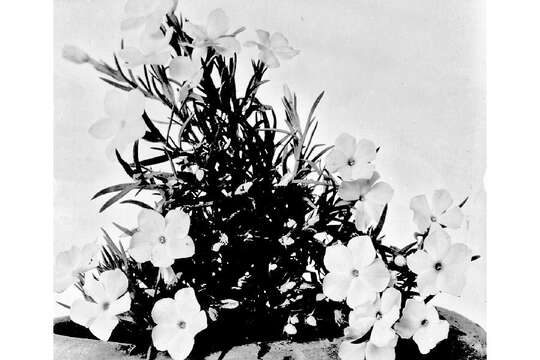 Image of flowery phlox