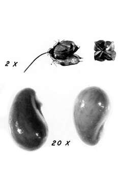 Plancia ëd Physocarpus opulifolius (L.) Maxim.