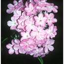 Image of fall phlox