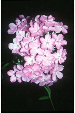 Image of fall phlox