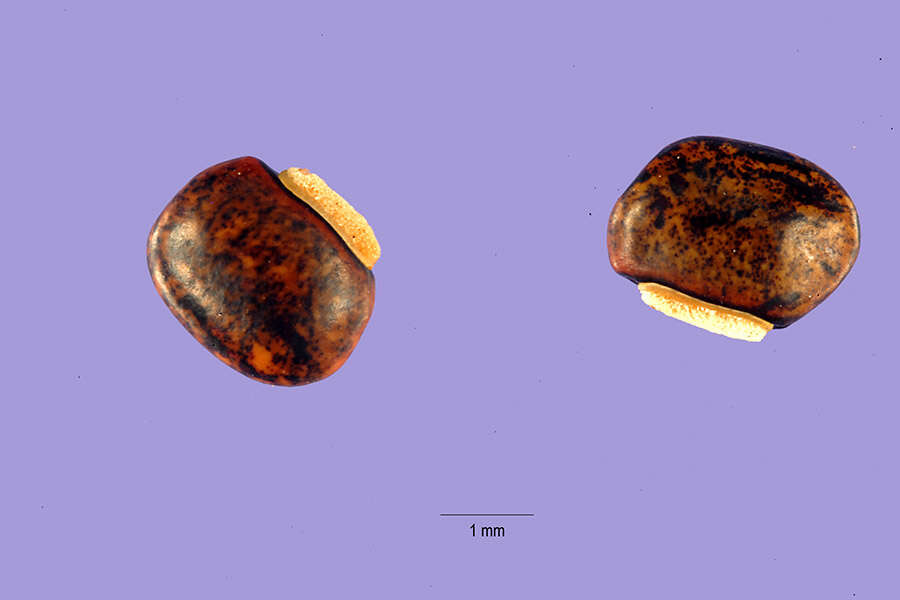 Image of purple cowpea