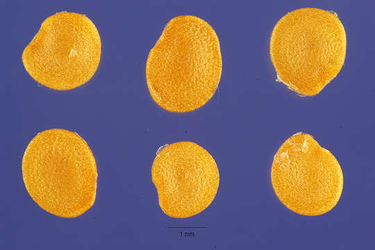 Image of Mexican groundcherry