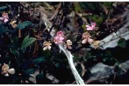 Image of Thicket Bean