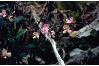 Image of Thicket Bean