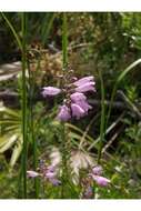 Image of Eastern False Dragonhead