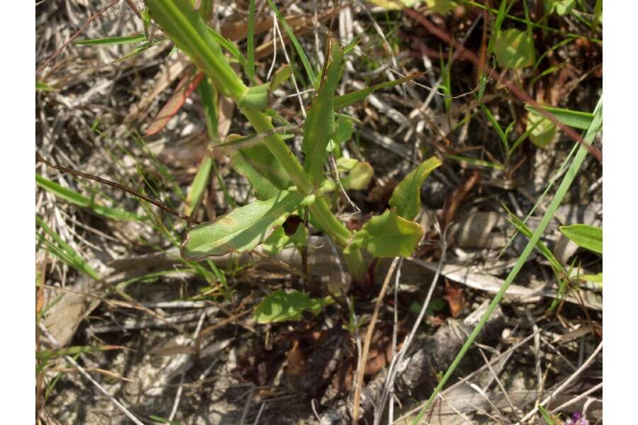 Image of Eastern False Dragonhead