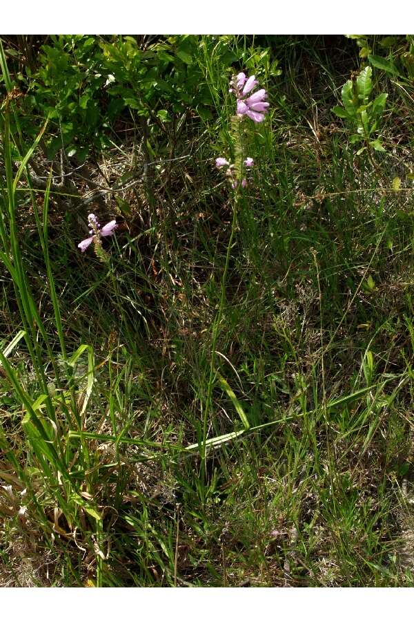 Image of Eastern False Dragonhead