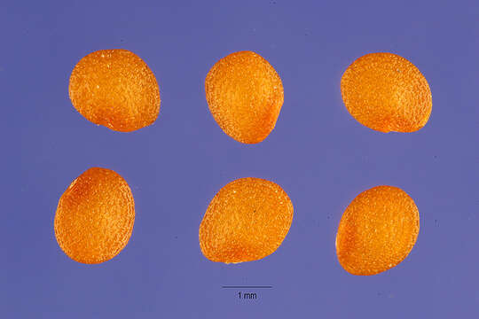 Imagem de Physalis pubescens L.