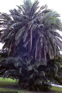 Image of Senegal date palm