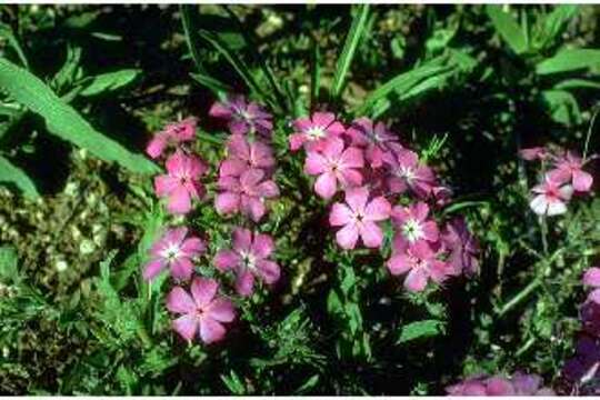 Image of goldeneye phlox