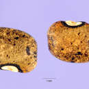 Image of wondering cowpea