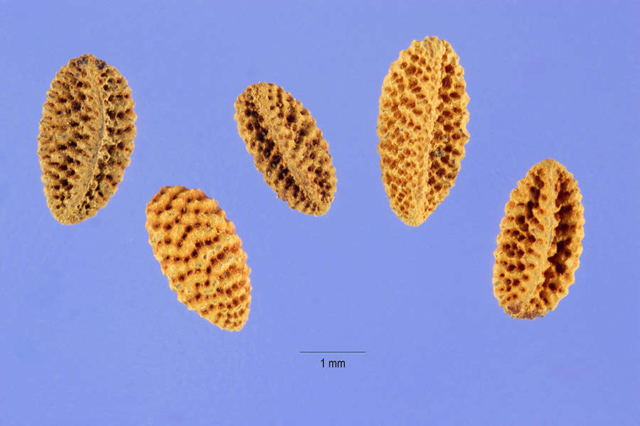 Image of lacy phacelia